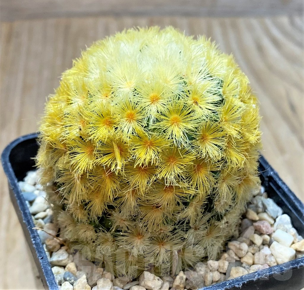 SHPR35447 Mammillaria carmenae 'Gold' - Image 2