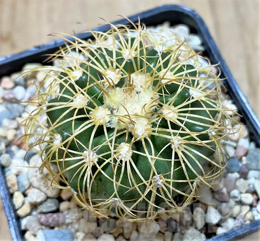 SHPR35448 Discocactus bahiensis