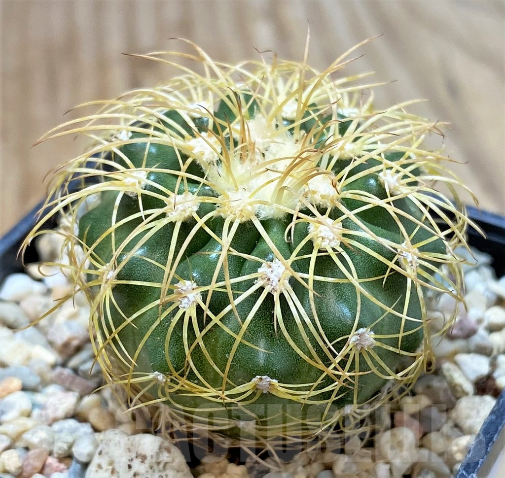 SHPR35448 Discocactus bahiensis - immagine 2