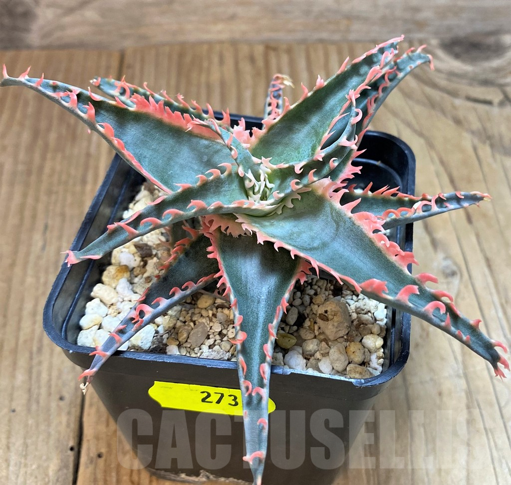 SH2731 Aloe TCT - immagine 2