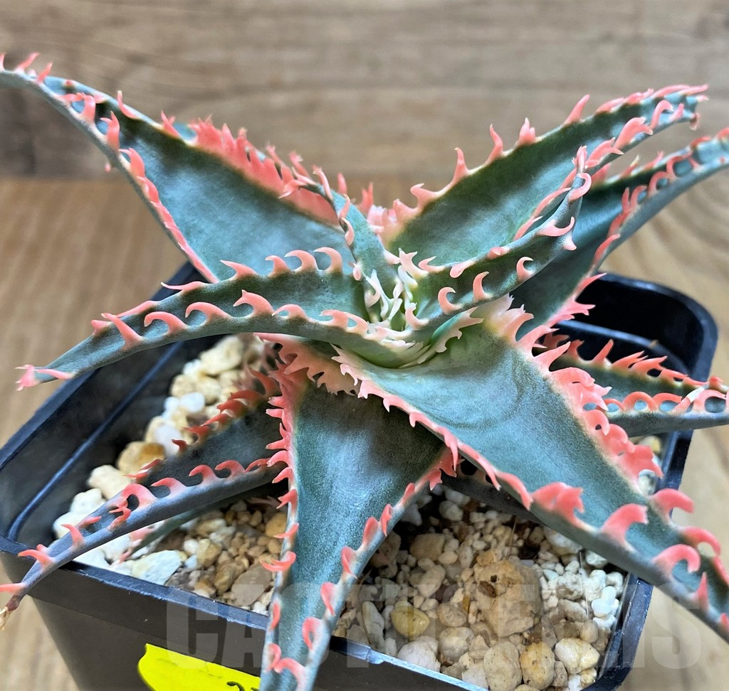 SH2731 Aloe TCT