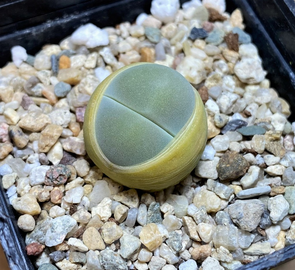 SH3185 Dinteranthus wilmotianus ‘Kermit’