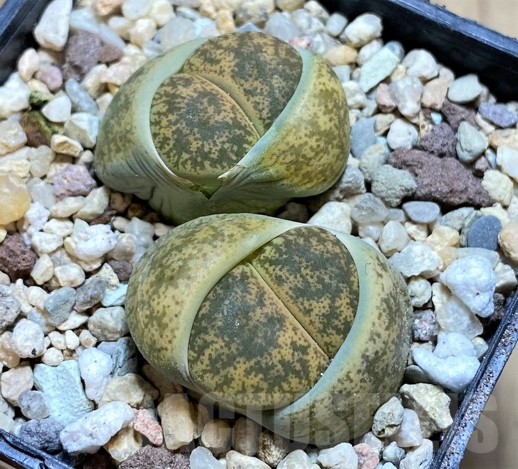 SH3947 Lithops lesliei ‘Albinigold’ x aucampiae 'Storms´s Snowcap'