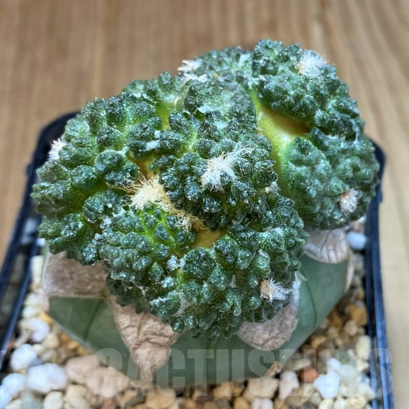SH3936 Ariocarpus fissuratus 'Godzilla' hybrid, grafted