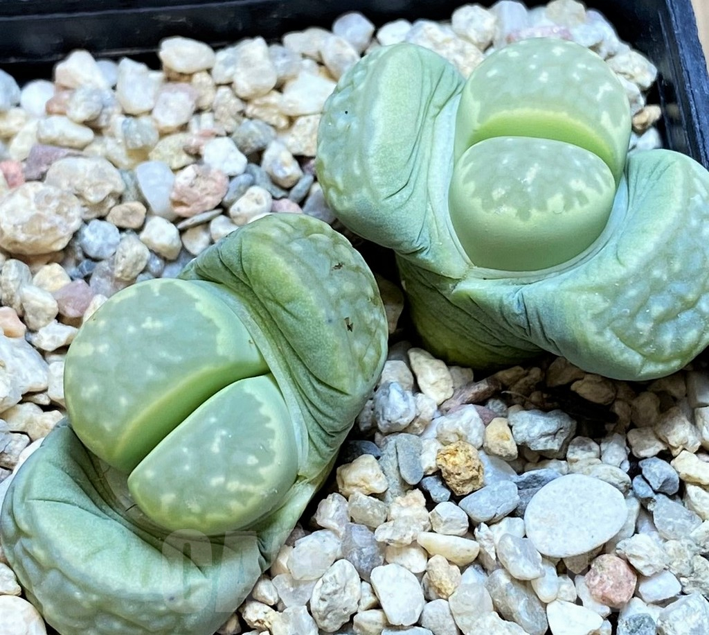 SH3946 Lithops marmorata ‘Polepsky Smaragd’