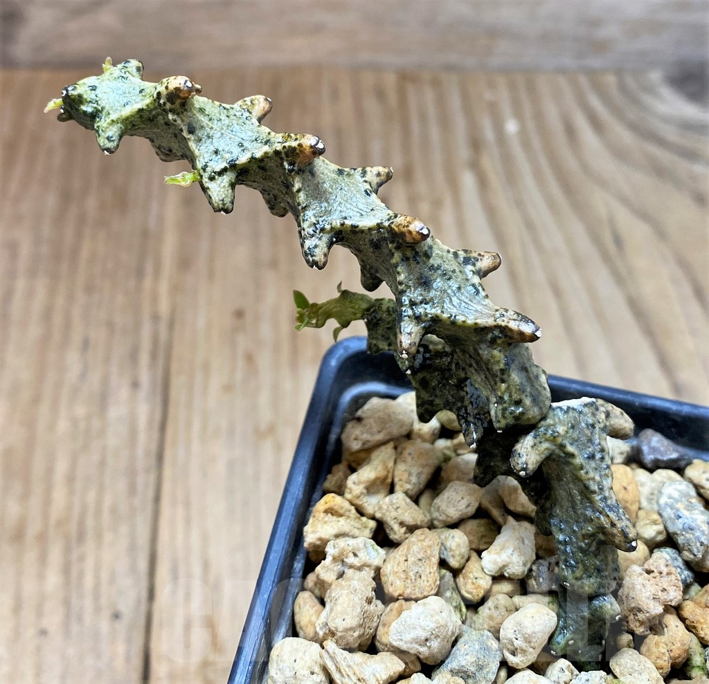 SH3923 Ceropegia armandii