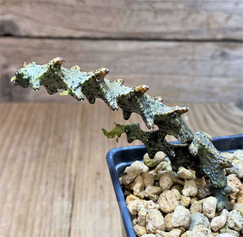 SH3923 Ceropegia armandii - Image 2