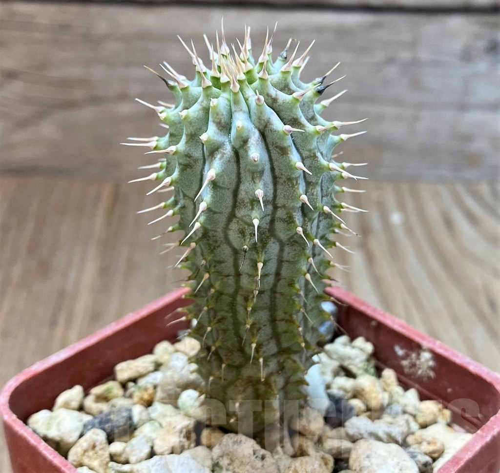 SH3924 Hoodia gordonii - Obrázek 2