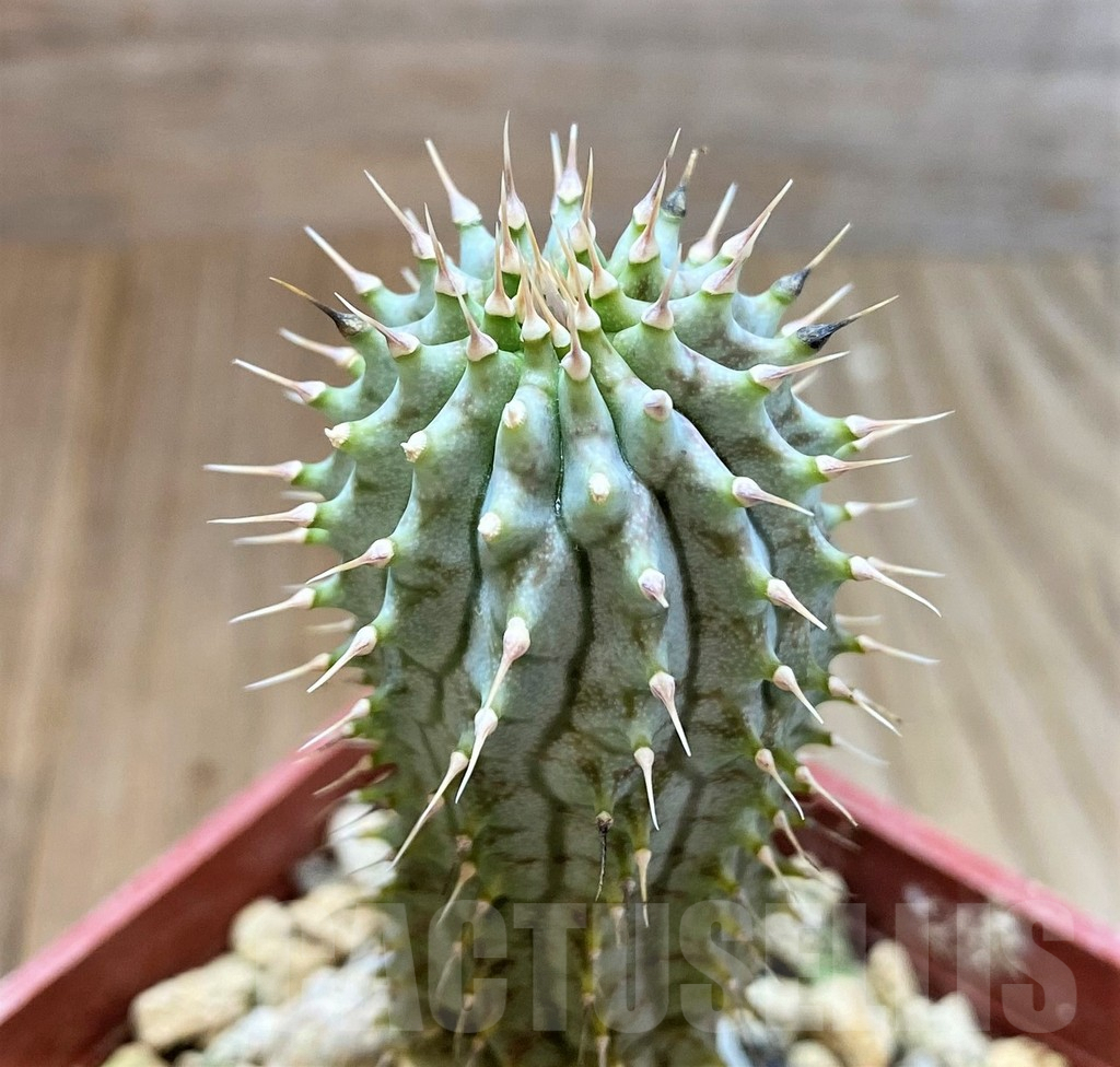 SH3924 Hoodia gordonii