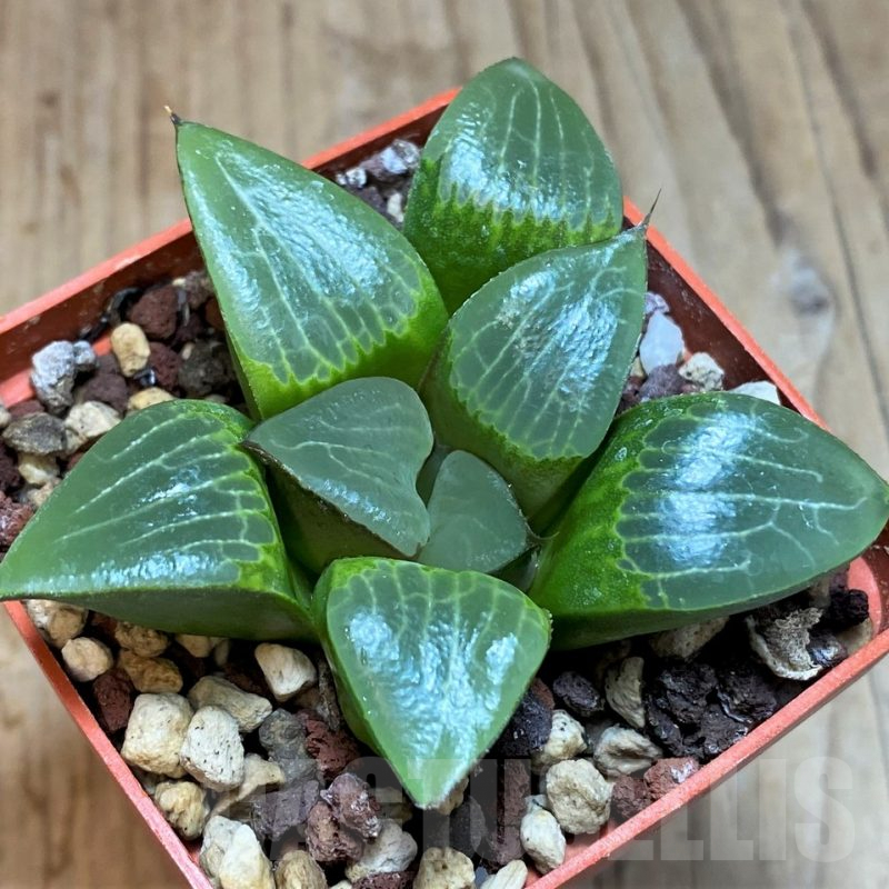 SH3364 Haworthia bayeri x comptonia