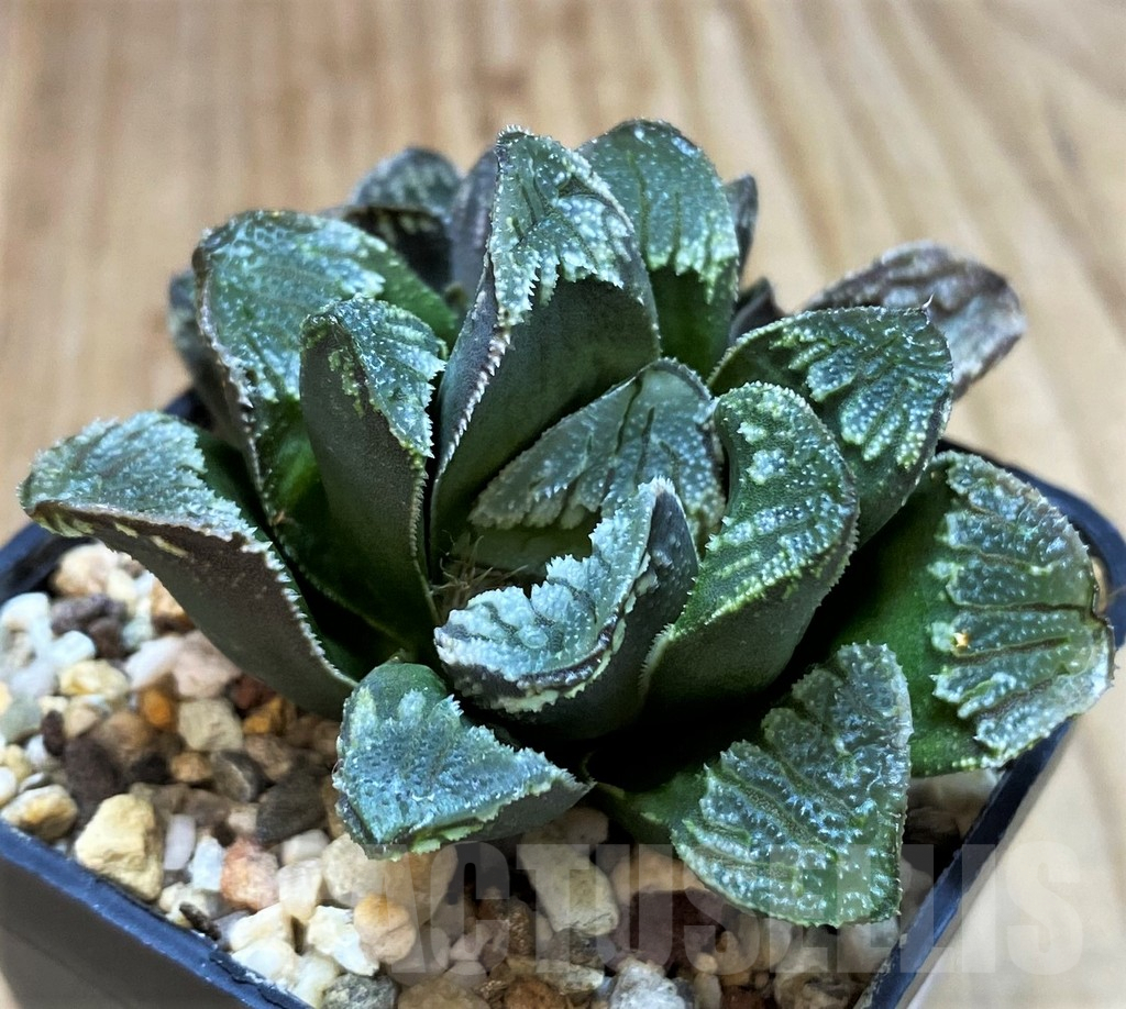SH5358 Haworthia maughanii x magnifica