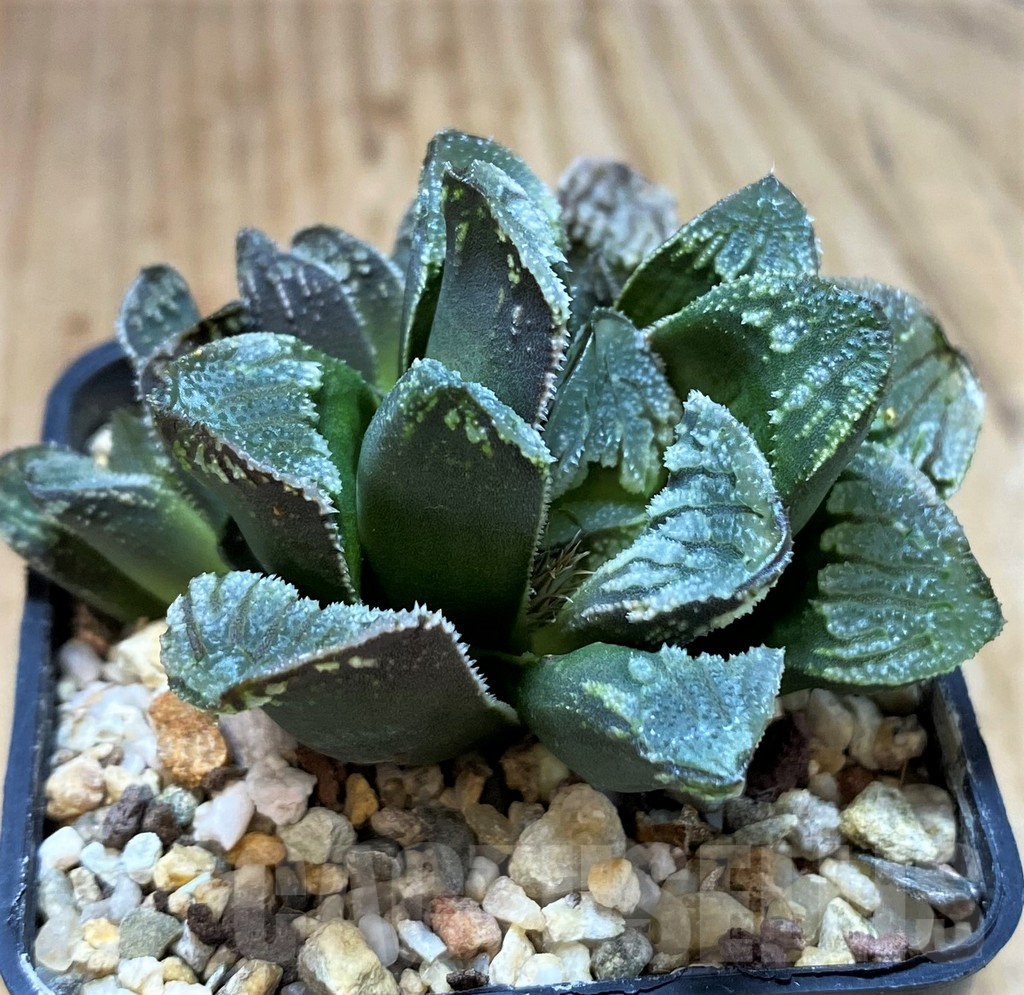SH5358 Haworthia maughanii x magnifica - immagine 3