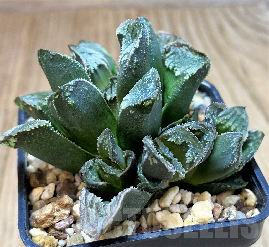 SH5358 Haworthia maughanii x magnifica - immagine 2