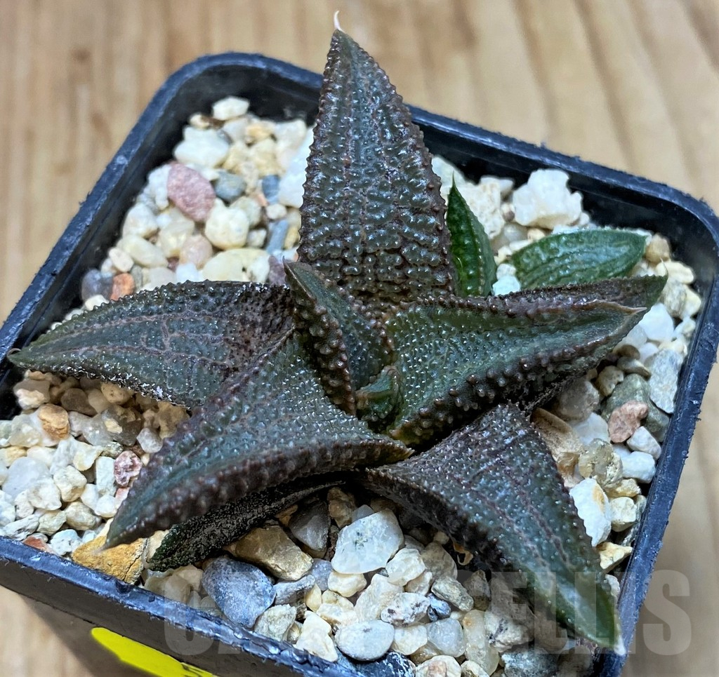 SH5360 Haworthia koelmaniorum hybrid - Image 2