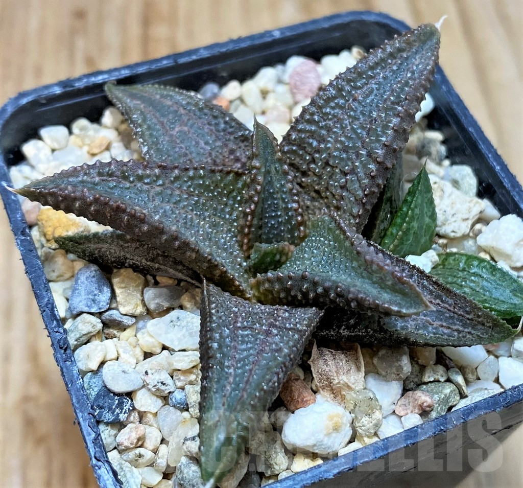 SH5360 Haworthia koelmaniorum hybrid
