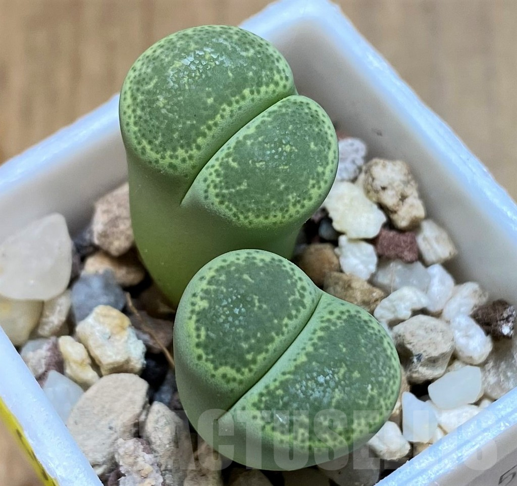 SH6987 Lithops terricolor cv. Green Sandpoort SH 1630