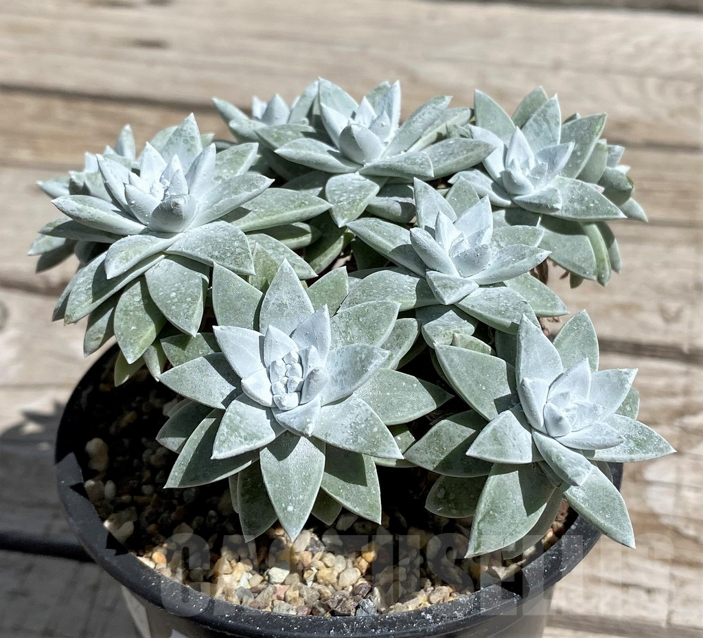 SH7496 Dudleya gnoma