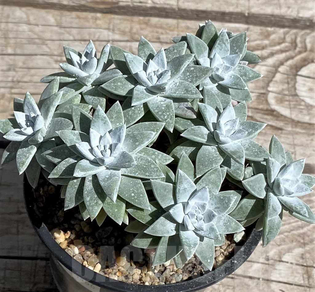 SH7496 Dudleya gnoma - immagine 2
