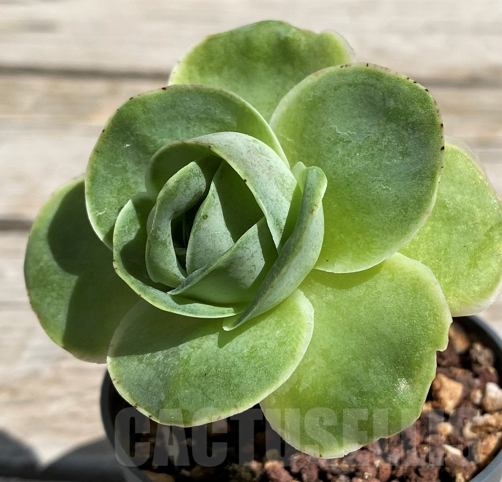 SH7612 Greenovia sp.