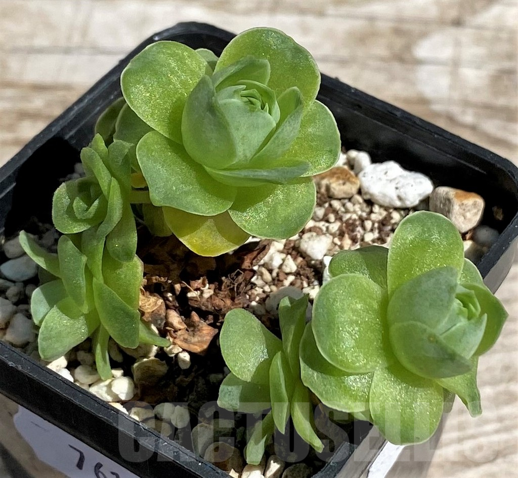 SH7613 Greenovia sp. - immagine 2