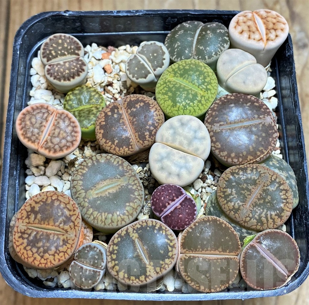 SH7271 Lithops mix