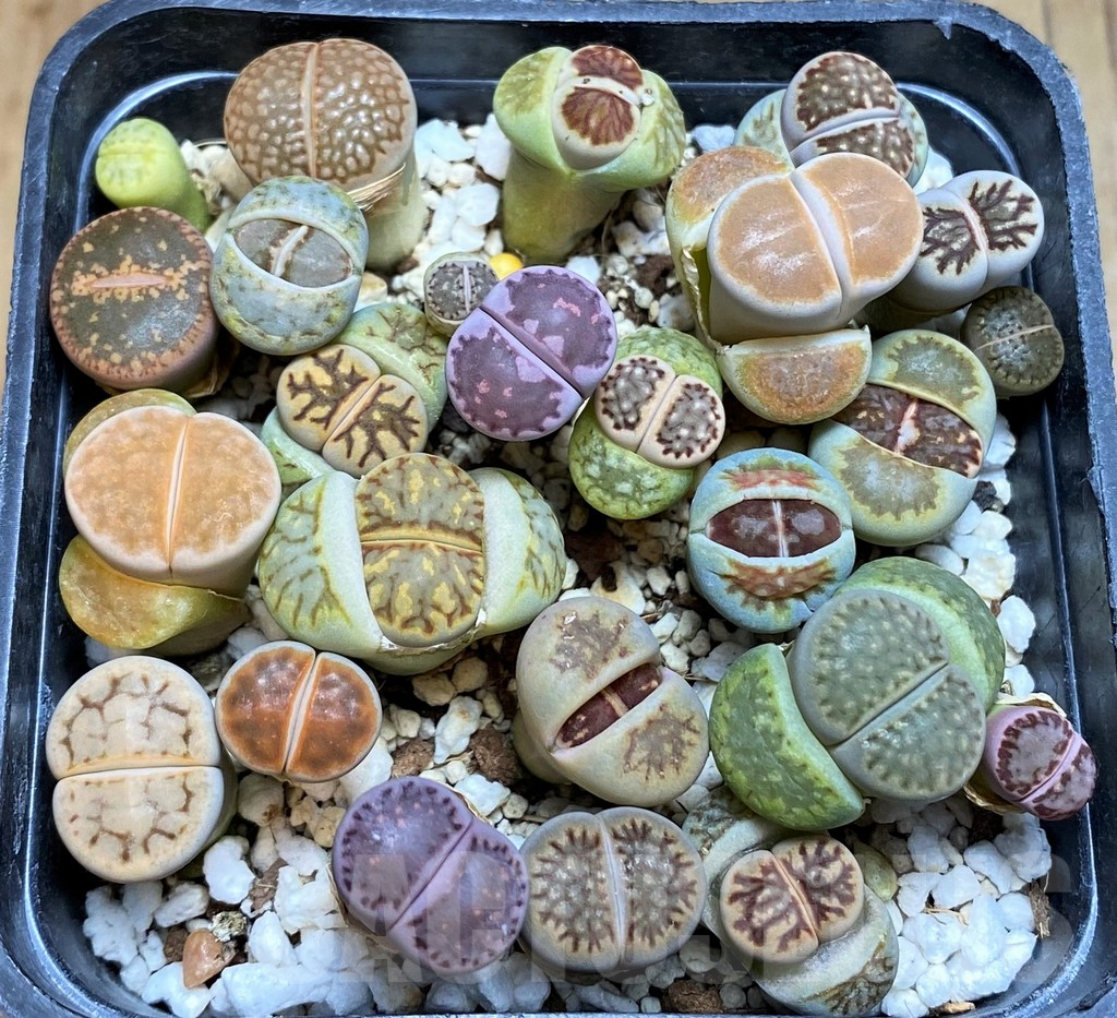 SH7266 Lithops mix