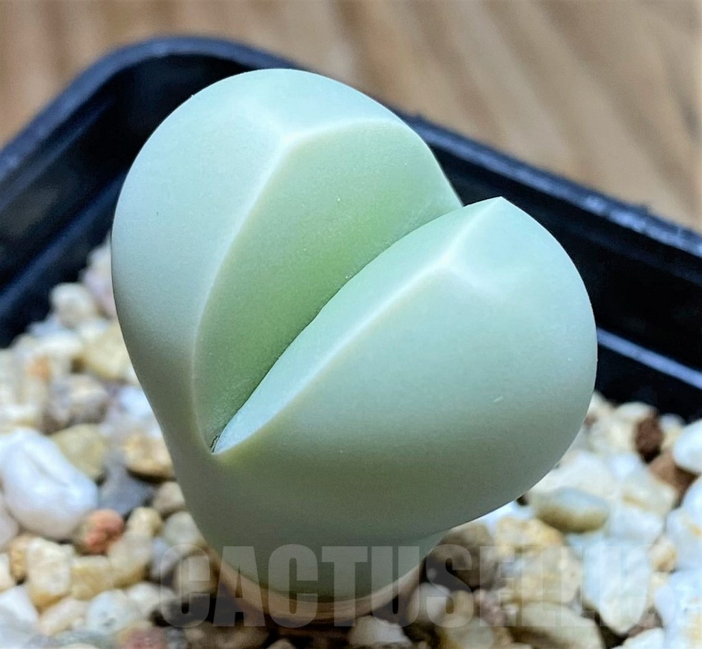 SH9859 Dinteranthus wilmotianus ‘Kermit’