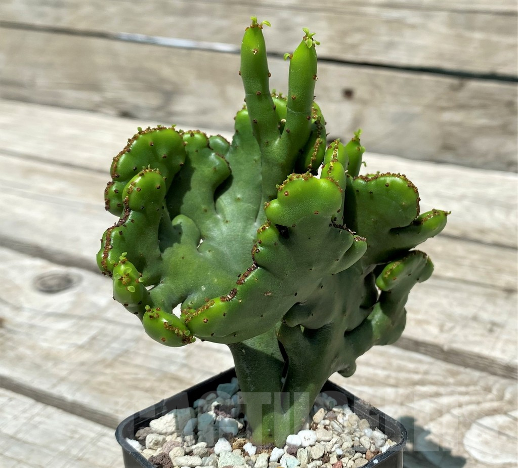 SH10394 Euphorbia leucodendron f. cristata - Image 2