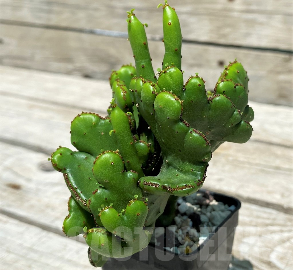 SH10394 Euphorbia leucodendron f. cristata