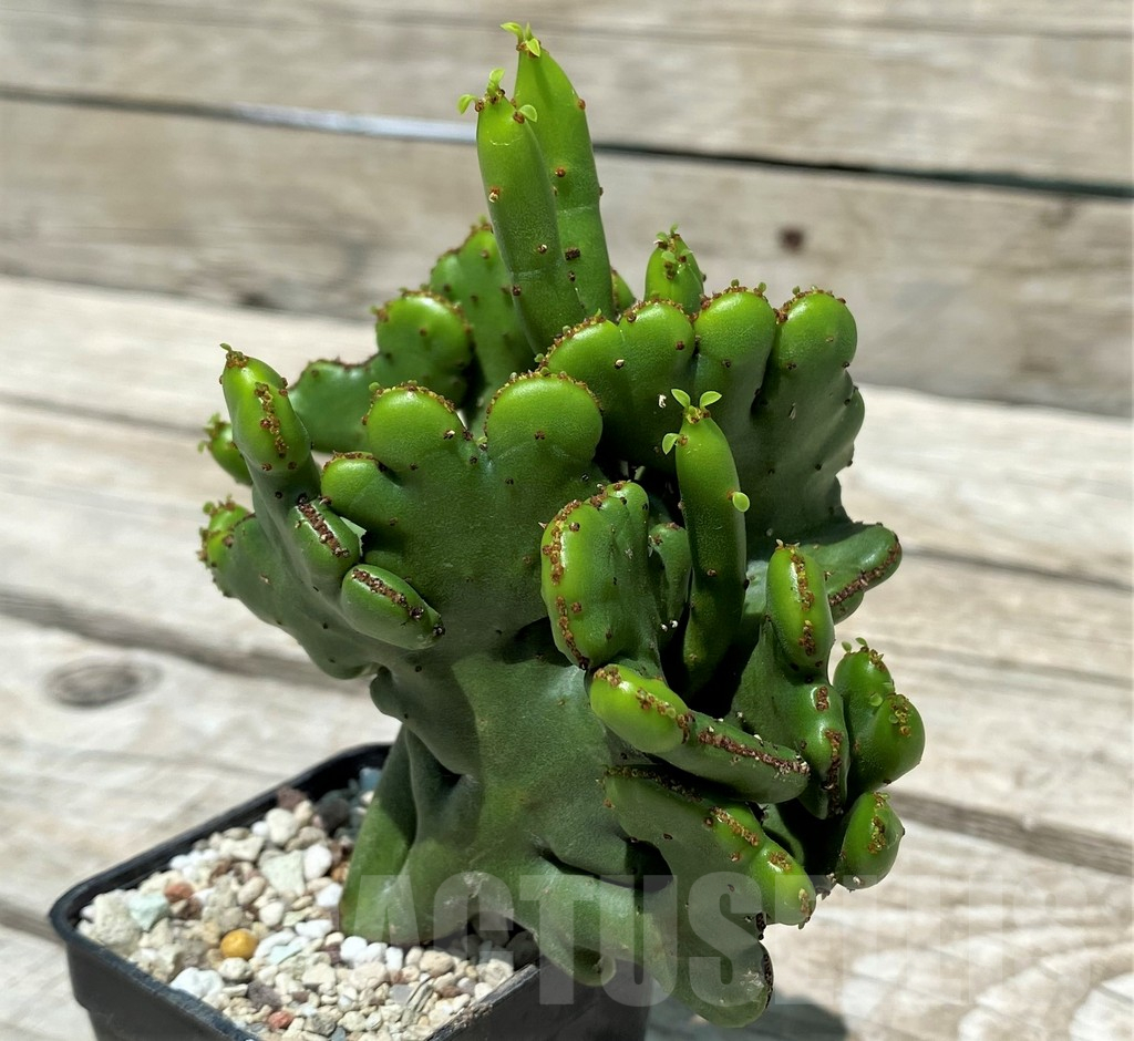 SH10394 Euphorbia leucodendron f. cristata - Image 3