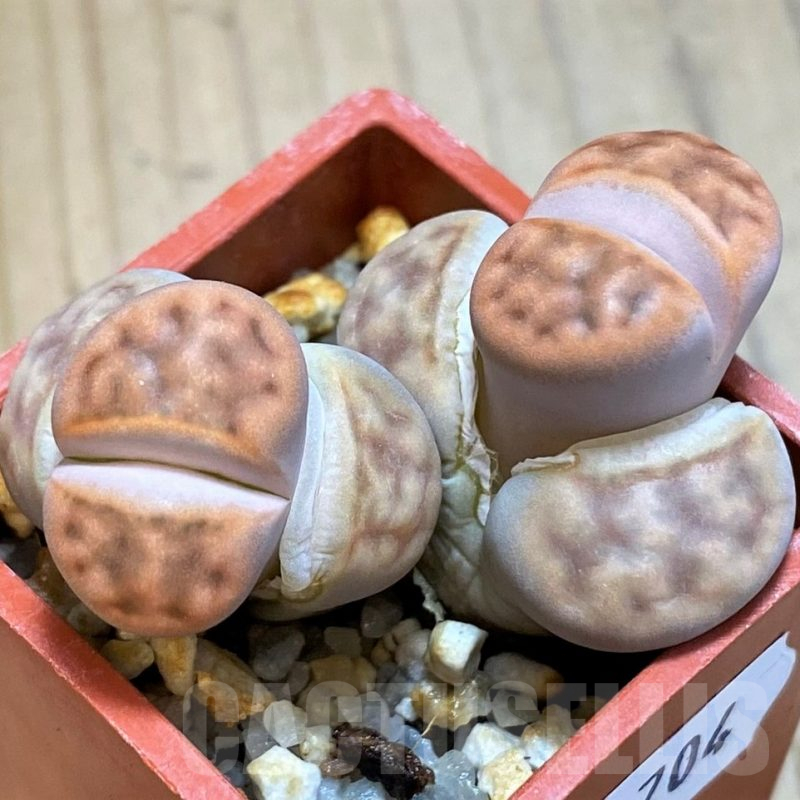 SH10704 Lithops karasmontana v. summitatum