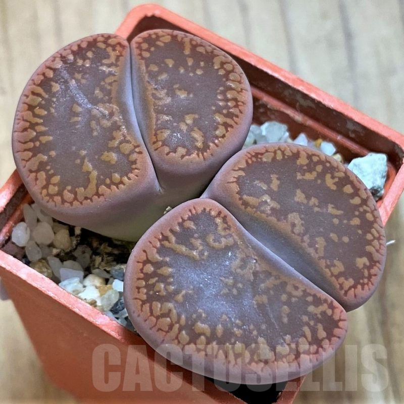 SH10712 Lithops aucampiae 'Kuruman'