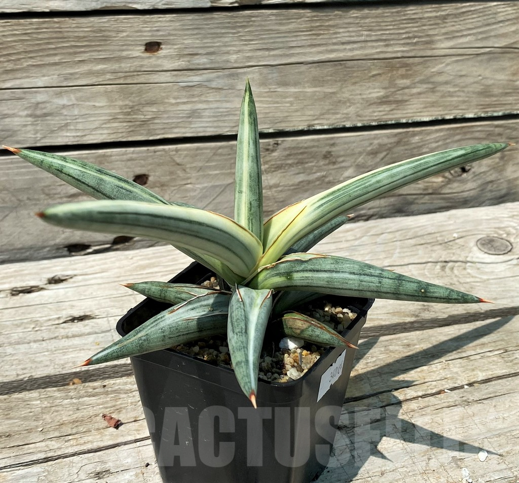 SH10845 Sansevieria 'Silver Clone' - immagine 2