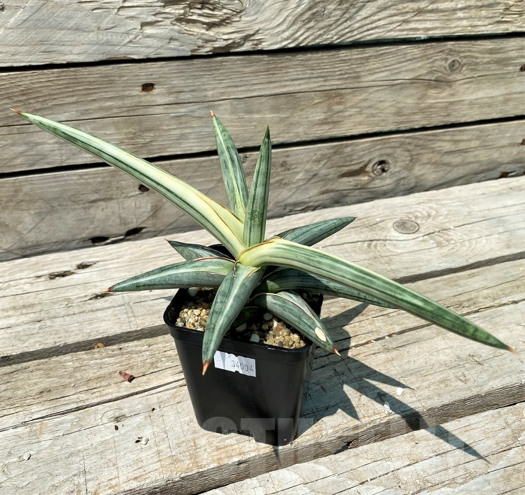 SH10845 Sansevieria 'Silver Clone' - immagine 3