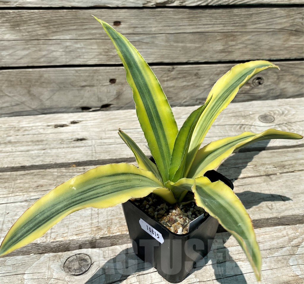 SH10815 Sansevieria 'Katana' f. variegata