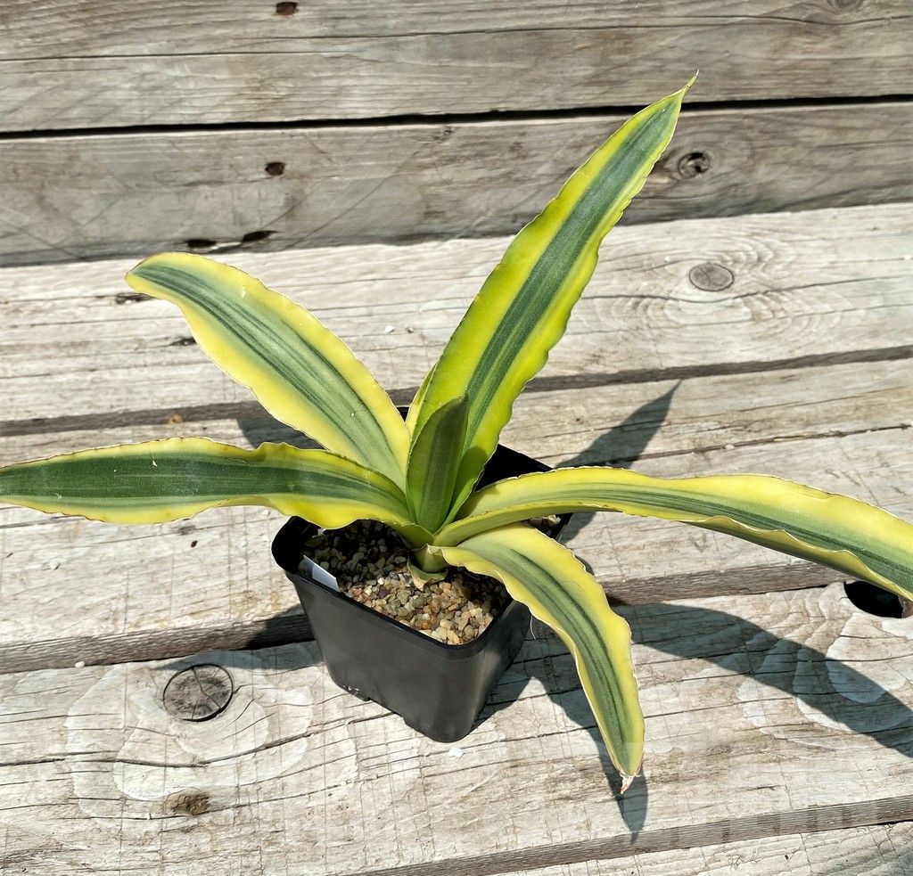 SH10815 Sansevieria 'Katana' f. variegata - Image 2