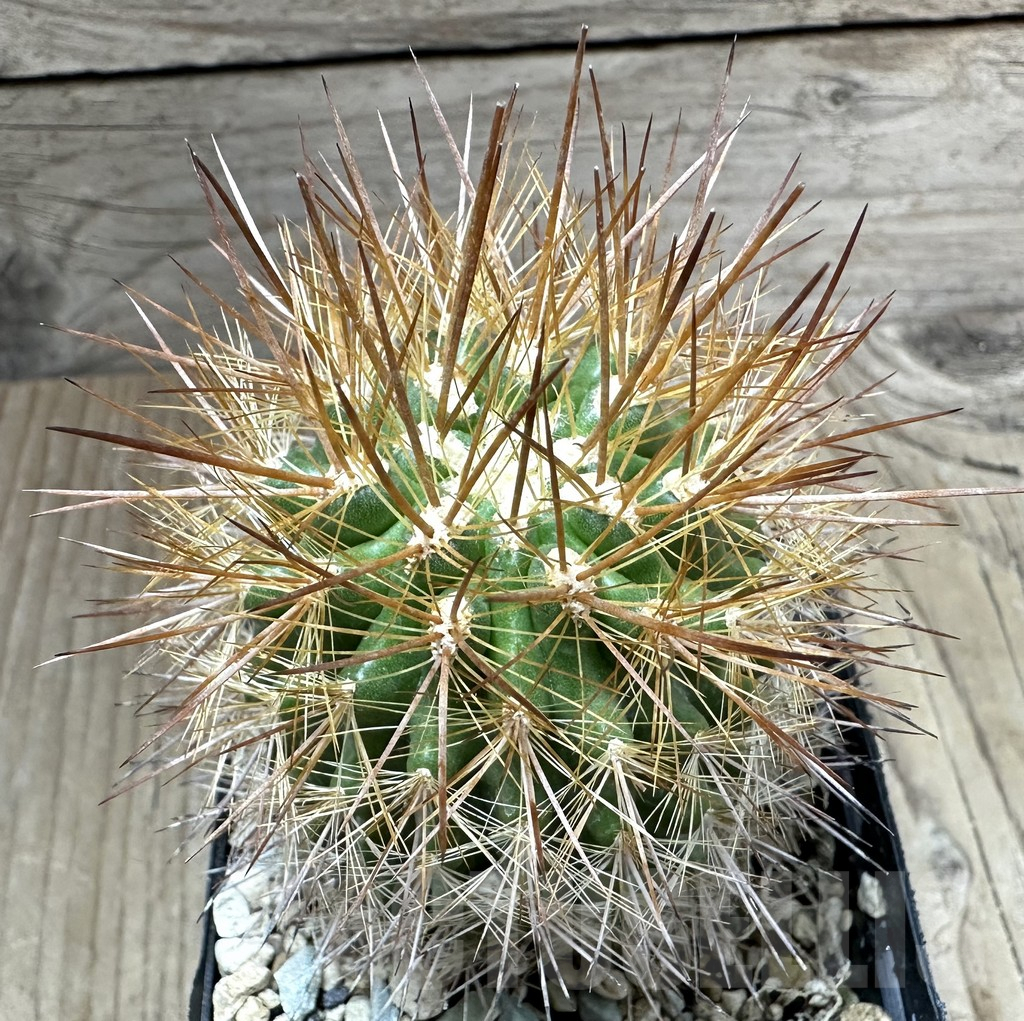 SHPR34802 Pyrrhocactus chilensis