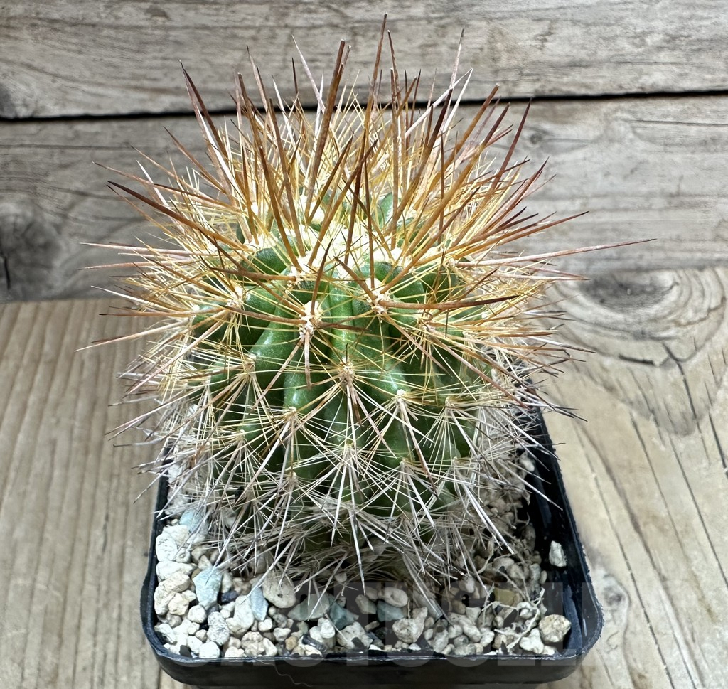 SHPR34802 Pyrrhocactus chilensis - immagine 2