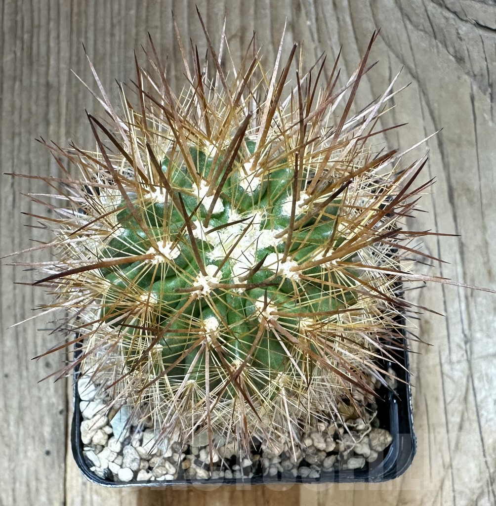 SHPR34802 Pyrrhocactus chilensis - immagine 3