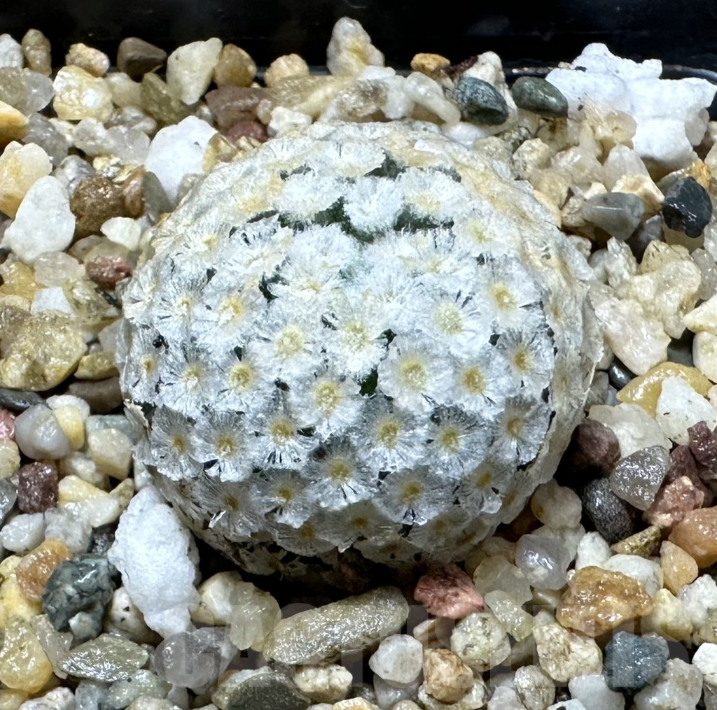 SHPR34803 Mammillaria breviplumosa, own roots