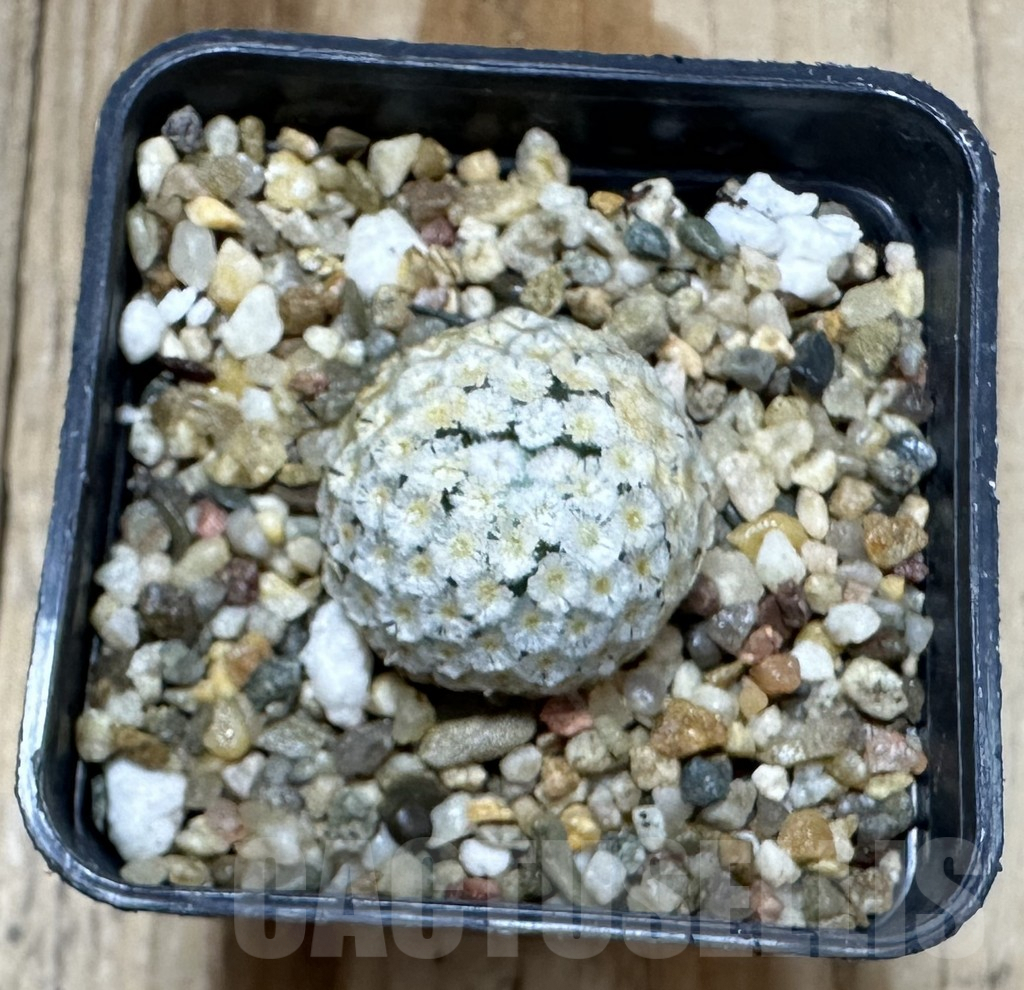 SHPR34803 Mammillaria breviplumosa, own roots - Image 2