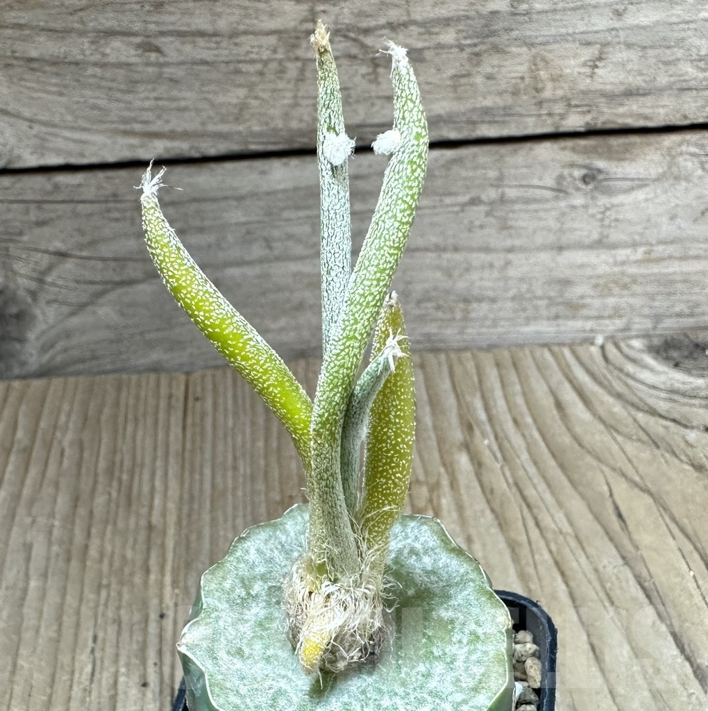 SHPR34804 Astrophytum digitostigma caput-medusae f. variegata, grafted