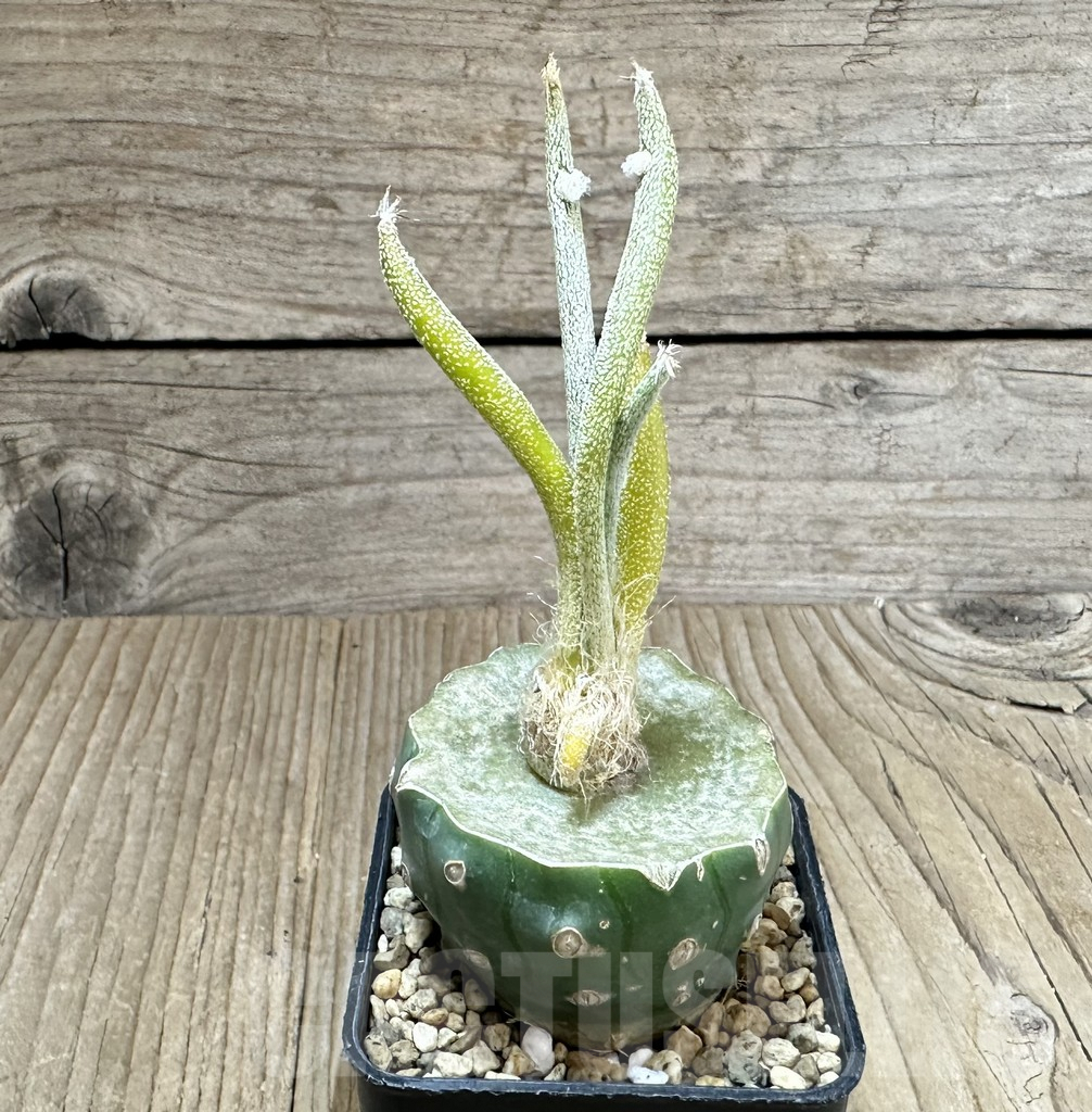 SHPR34804 Astrophytum digitostigma caput-medusae f. variegata, grafted - Image 2