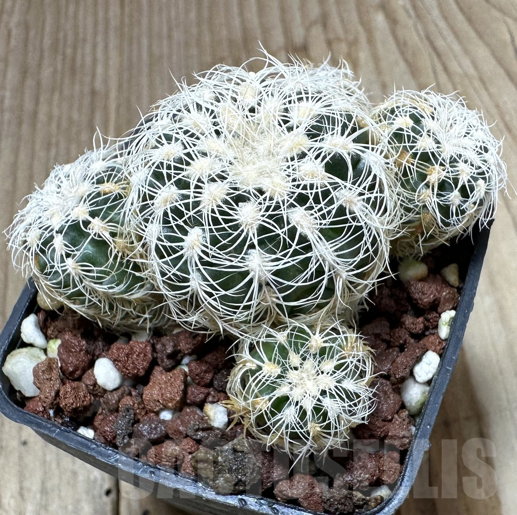 SHPR34806 Gymnocalycium bruchii v. albispinum