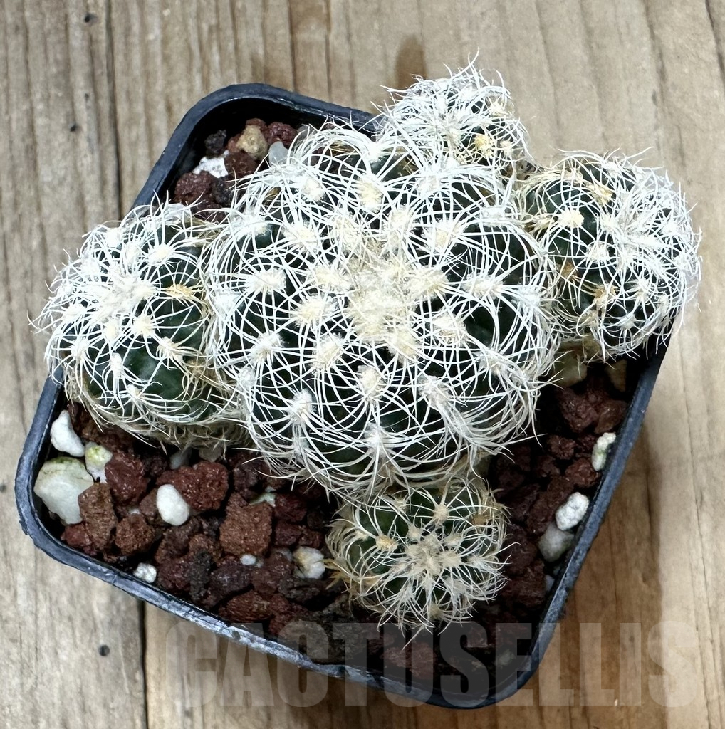 SHPR34806 Gymnocalycium bruchii v. albispinum - immagine 2