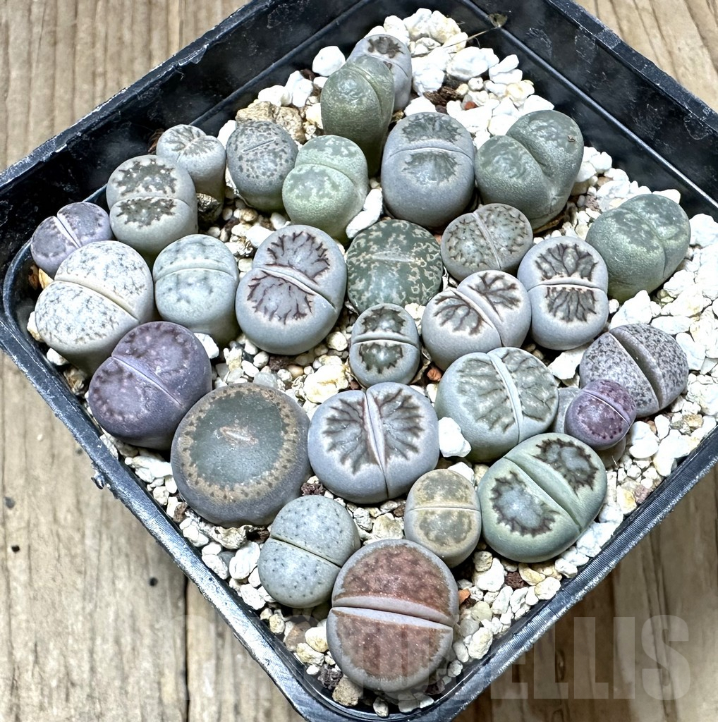 SHPR34810 Lithops mix