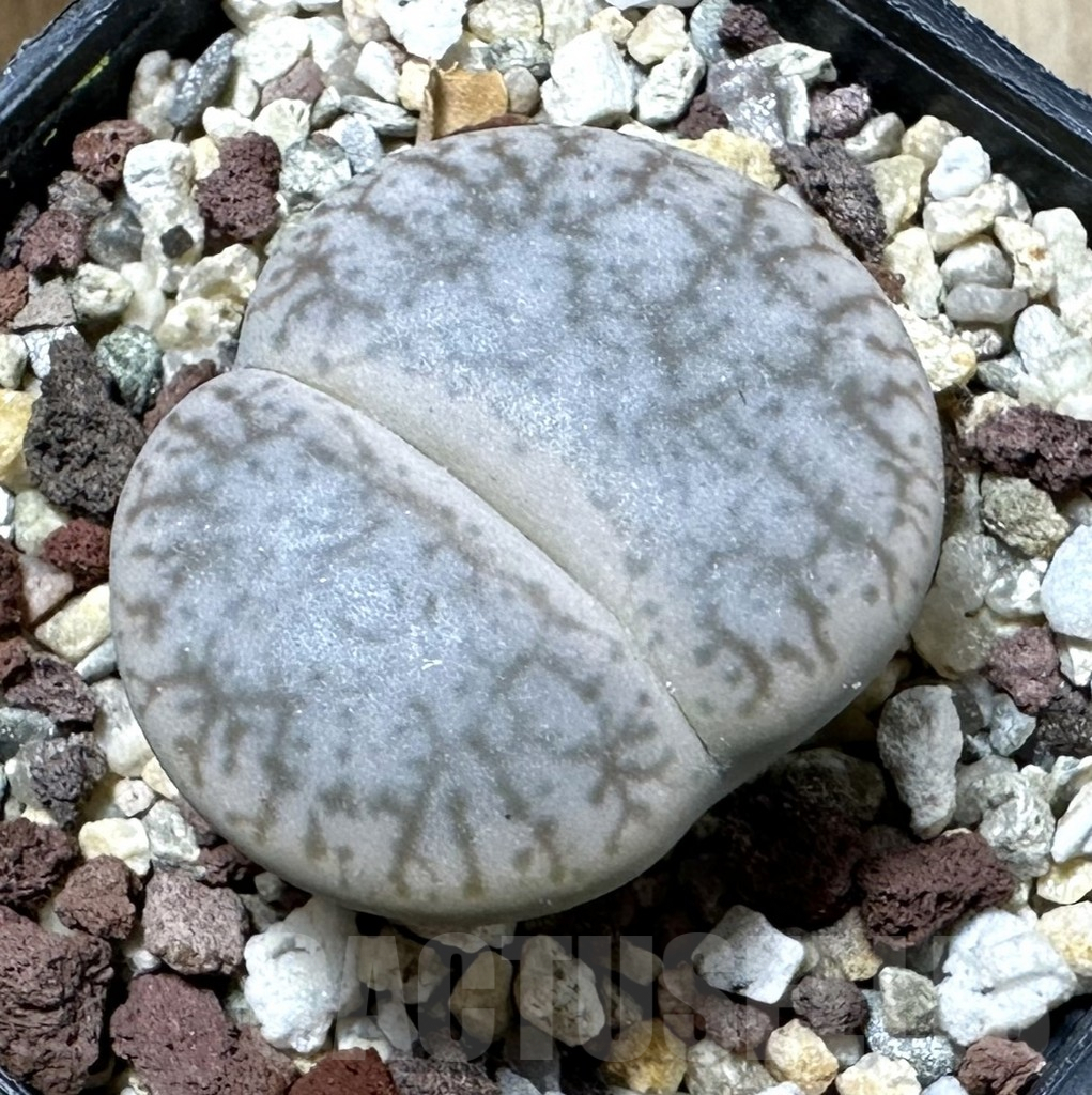 SHPR34813 Lithops pseudotruncatella