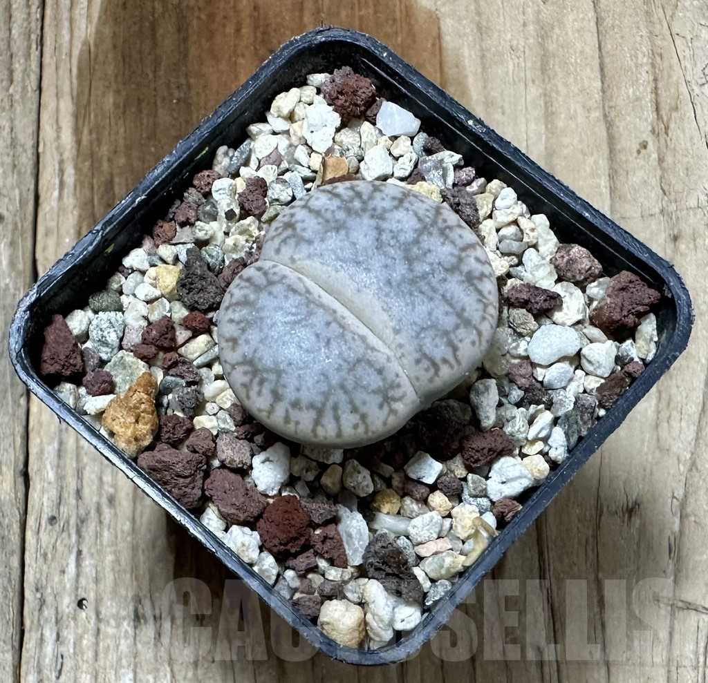SHPR34813 Lithops pseudotruncatella - Image 2