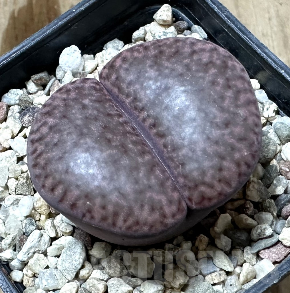 SHPR34814 Lithops bromfieldii v. glaudinae ‘Embers’