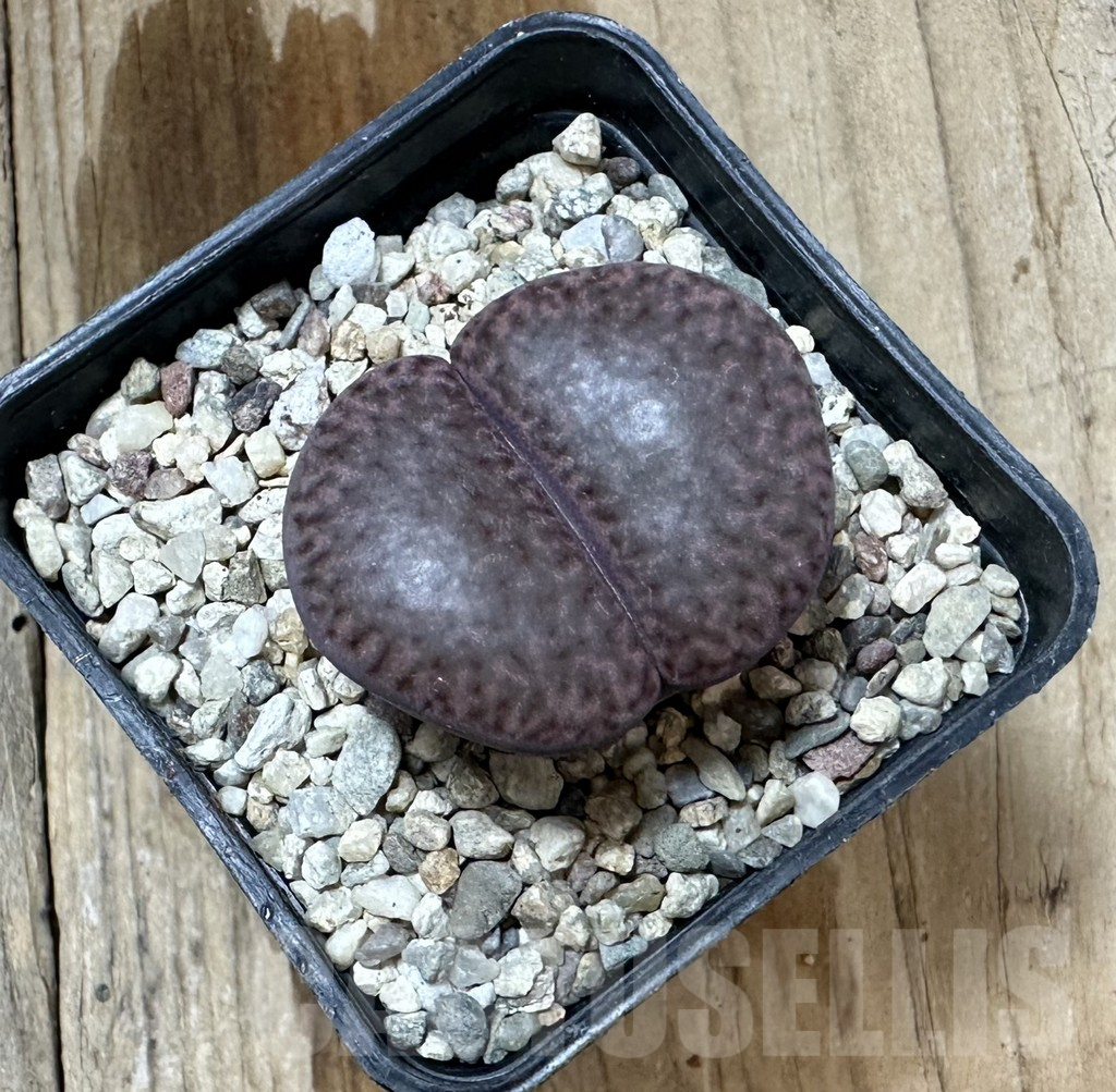 SHPR34814 Lithops bromfieldii v. glaudinae ‘Embers’ - Image 2